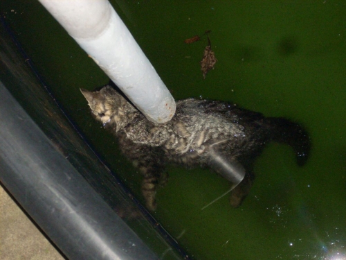 Kočička zamrzlá v bazénu Syslova strejdy se stala maskotem akce.